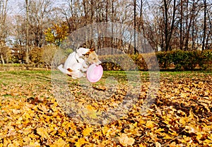 Funny jump of dog catching pink flying disc photo