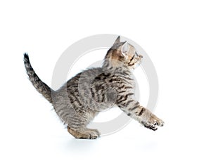 Funny jumping cat kitten