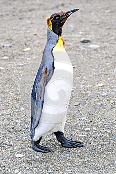 Funny juvenile king penguin in moult - Aptendytes patagonica - on beach in South Georgia