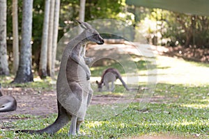 Funny kangaroo scratching it`s chest