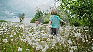 Funny kids runs, rests in dandelions. Lovely brothers boys having fun, playing outdoors, explores plants, nature in