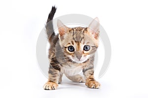 Funny Kitten Bengal cat