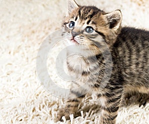 Funny kitten in carpet