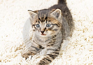 Funny kitten in carpet