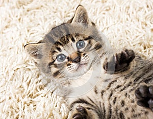 Funny kitten in carpet