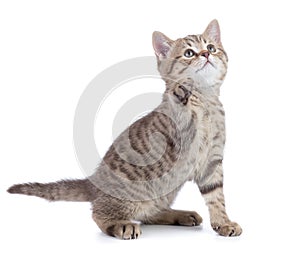 Funny kitten cat sitting with raised paw looking up isolated