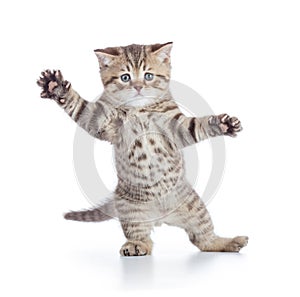 Funny kitten cat standing or dancing isolated