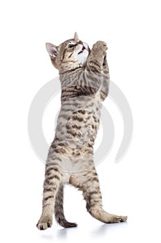 Funny kitten cat trying to catch something by paws and looking up isolated