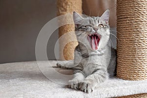 funny kitten cat yawn or roar of laughter