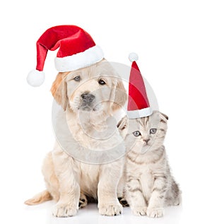 Funny kitten and golden retriever puppy in red christmas hats together. isolated on white background
