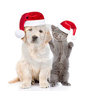 Funny kitten and golden retriever puppy in red christmas hats together. isolated on white background