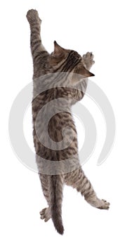 Funny kitten hanging isolated on white