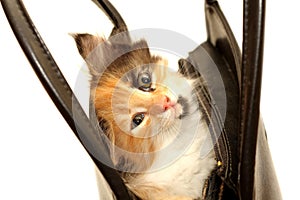 Funny kitten in handbag isolated on white