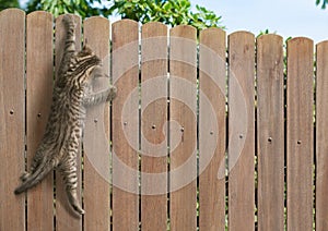 Funny kitten hanging on fence