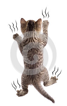 Funny kitten hanging and scratching wall isolated on white photo