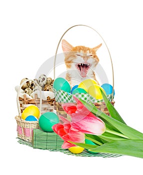 Funny kitten Happy Easter