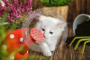 Funny kitten with houseplant and gardening tools indoors