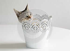 Funny kitten inside a plant pot