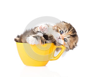 Funny kitten in large cup. isolated on white background