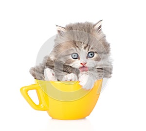 Funny kitten in large cup licking paw. isolated on white