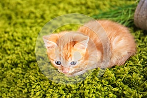 Funny kitten lying on green carpet indoors
