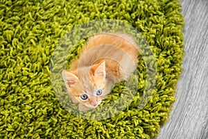 Funny kitten lying on green carpet indoors