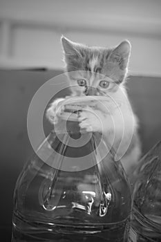 Funny kitten play on a five liter water bottle. BW photo