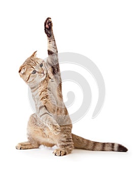 Funny kitten pointing up by one paw isolated