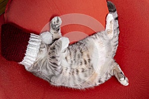 Funny kitten put on a red Santa Claus hat over his eyes and plays hide and seek, waiting for Christmas