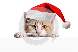 Funny kitten in red christmas hat peeking from behind blank banner. isolated on white background.