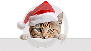 Funny kitten in red christmas hat peeking from behind blank banner. isolated on white background.