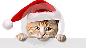 Funny kitten in red christmas hat peeking from behind blank banner. isolated on white background.