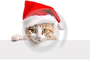 Funny kitten in red christmas hat peeking from behind blank banner. isolated on white background.