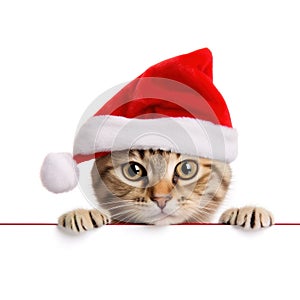 Funny kitten in red christmas hat peeking from behind blank banner. isolated on white background.