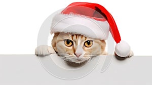 Funny kitten in red christmas hat peeking from behind blank banner. isolated on white background.