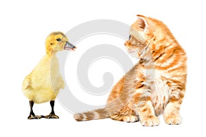 Funny kitten scottish straight and duckling sitting looking at each other