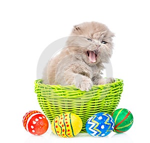 Funny kitten sitting in basket with easter eggs. isolated on white