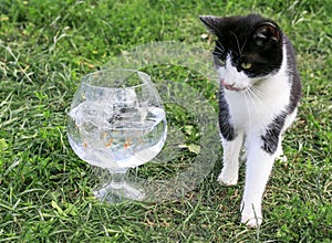 funny kitten standing on the grass in the garden next to the aquarium with a fish and watching her trying to catch