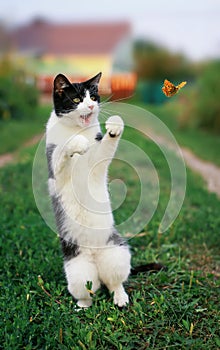 funny kitten in a summer sunny garden catches a flying orange butterfly jumping on its hind legs in clear weather in green