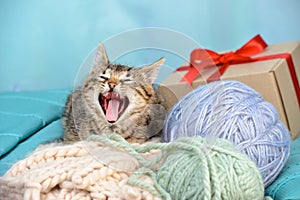 A funny kitten with a wide open mouth lies next to the yarn and a gift box tied with a red ribbon. Indoors from low angle view