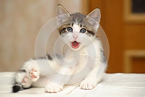 Funny kitten yawns