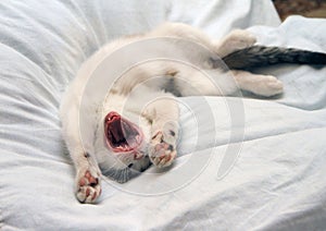 Funny kitten yawns