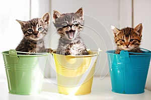Tri vtipné mačiatka sedí vnútri farebné kvetináče.
