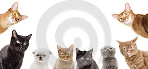 Funny kittens peeking