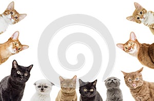 Funny kittens peeking