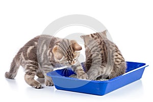 Funny kittens sitting in a cat toilet isolated on white