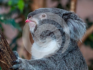 Funny koala bear showing his tongue