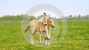 Funny Konik foals playing together in spring