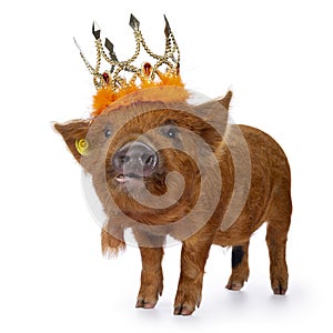 Funny Kune kune piglet on white