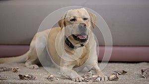 Funny labrador dog lying near torn japanese yen banknotes, pet misbehavior